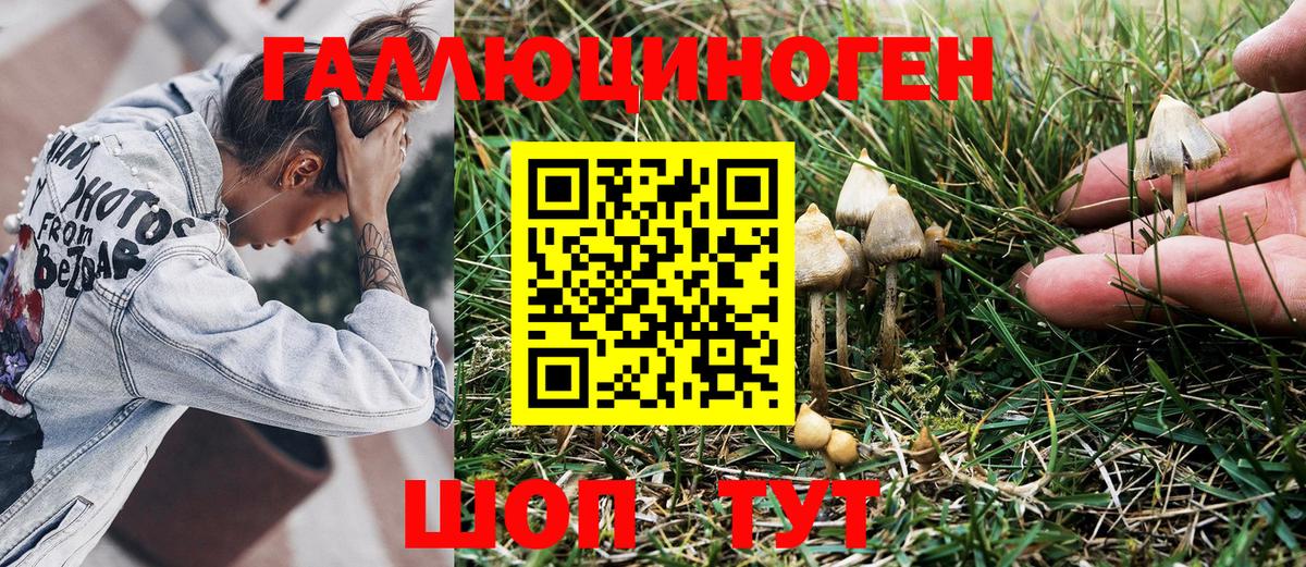 Псилоцибиновые грибы Psilocybe Усть-Джегута